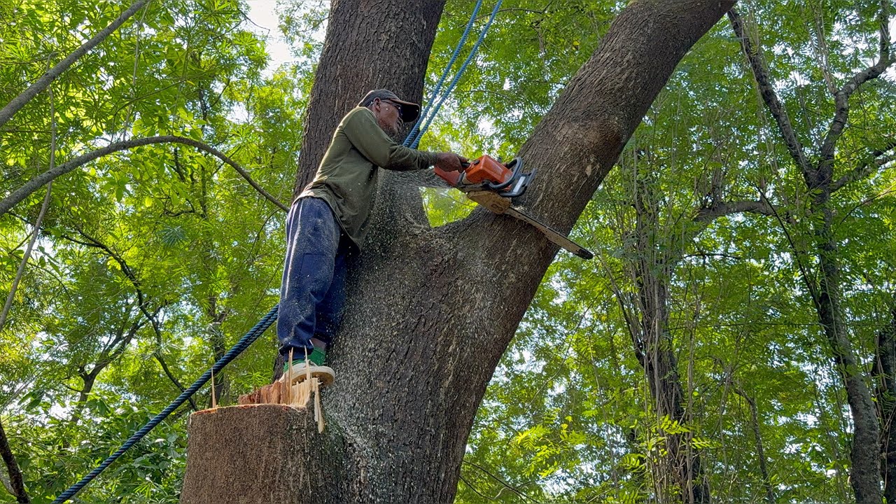 Difficult techniques… Felling 2 dangerous trees‼️
