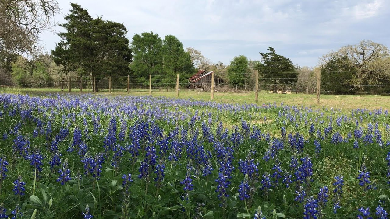 Peaceful Piano & Lovely Texas Hill Country Bluebonnets! (and some cows)