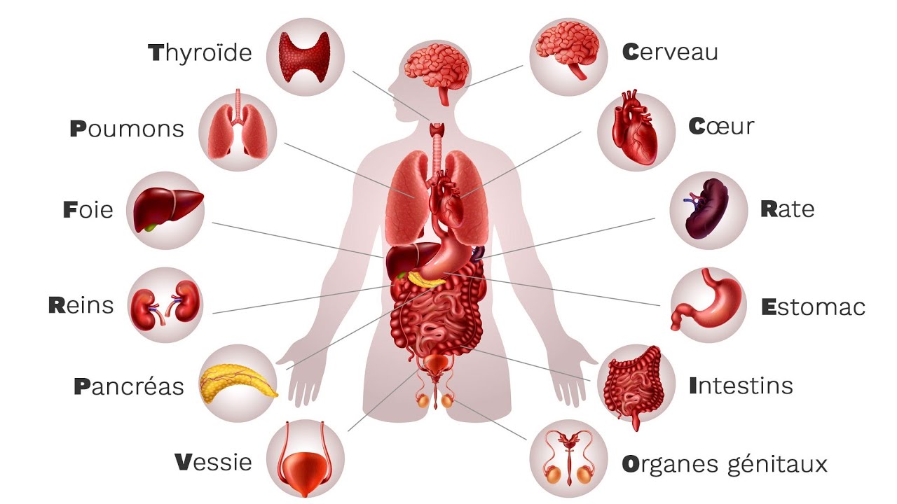 Les principaux organes du corps humain et leurs r&ocirc;les