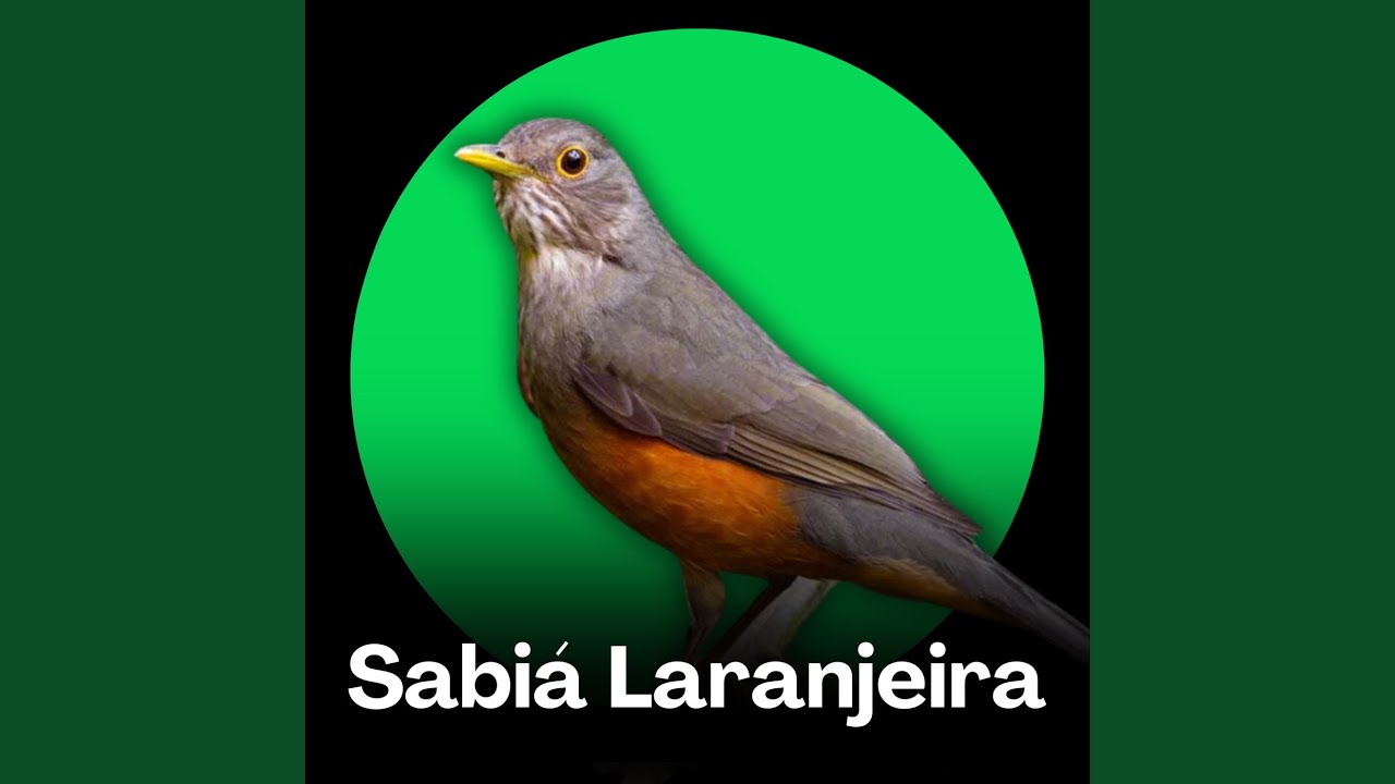 Sabiá Laranjeira - Canto Piedade Senhor