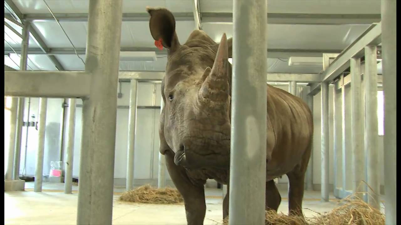 White Rhino trio arrive at the Houston Zoo