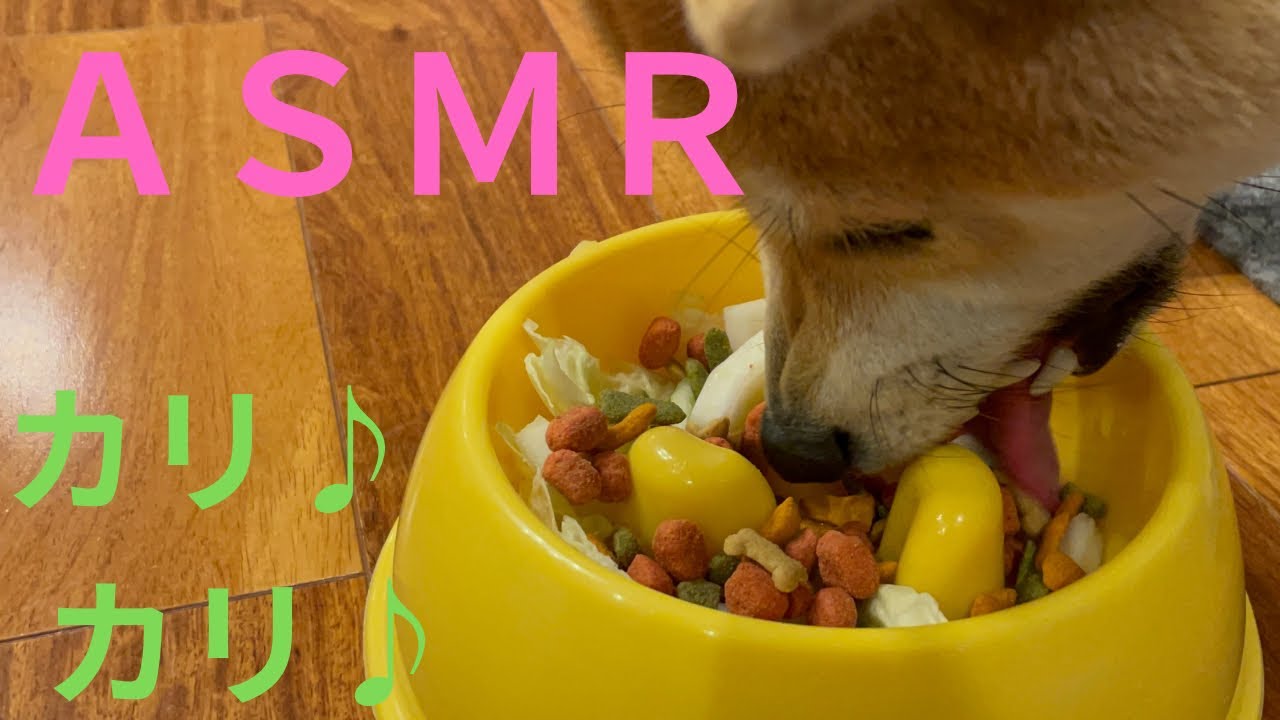 【ＡＳＭＲ】音フェチ♪ドッグフードのカリカリ音と白菜のシャキシャキ音がくせになる！　-dog food