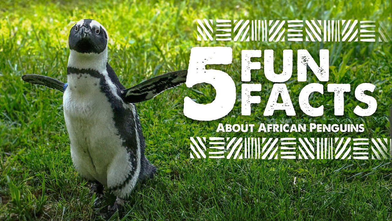 5 Fun Facts about African Penguins - Virginia Safari Park