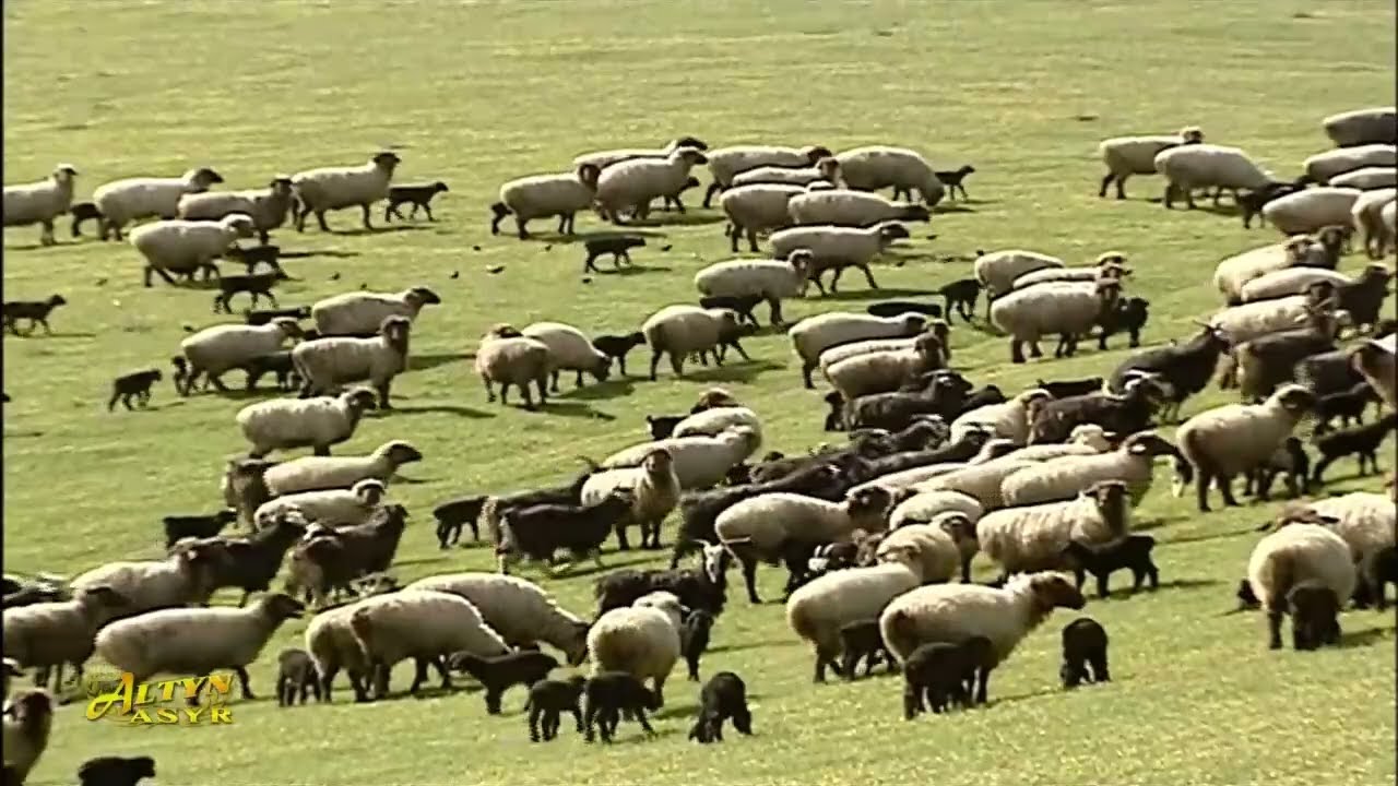 Ahal welaýatynyň maldarçylyk hojalyklarynda dowarlardan owlak-guzy almak möwsümi