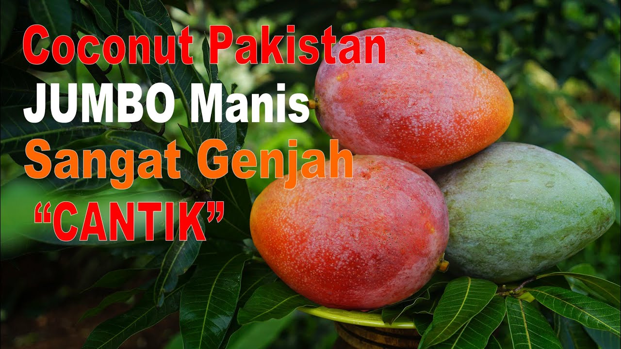 MANGGA COCONUT PAKISTAN | JUMBO CANTIK MANIS