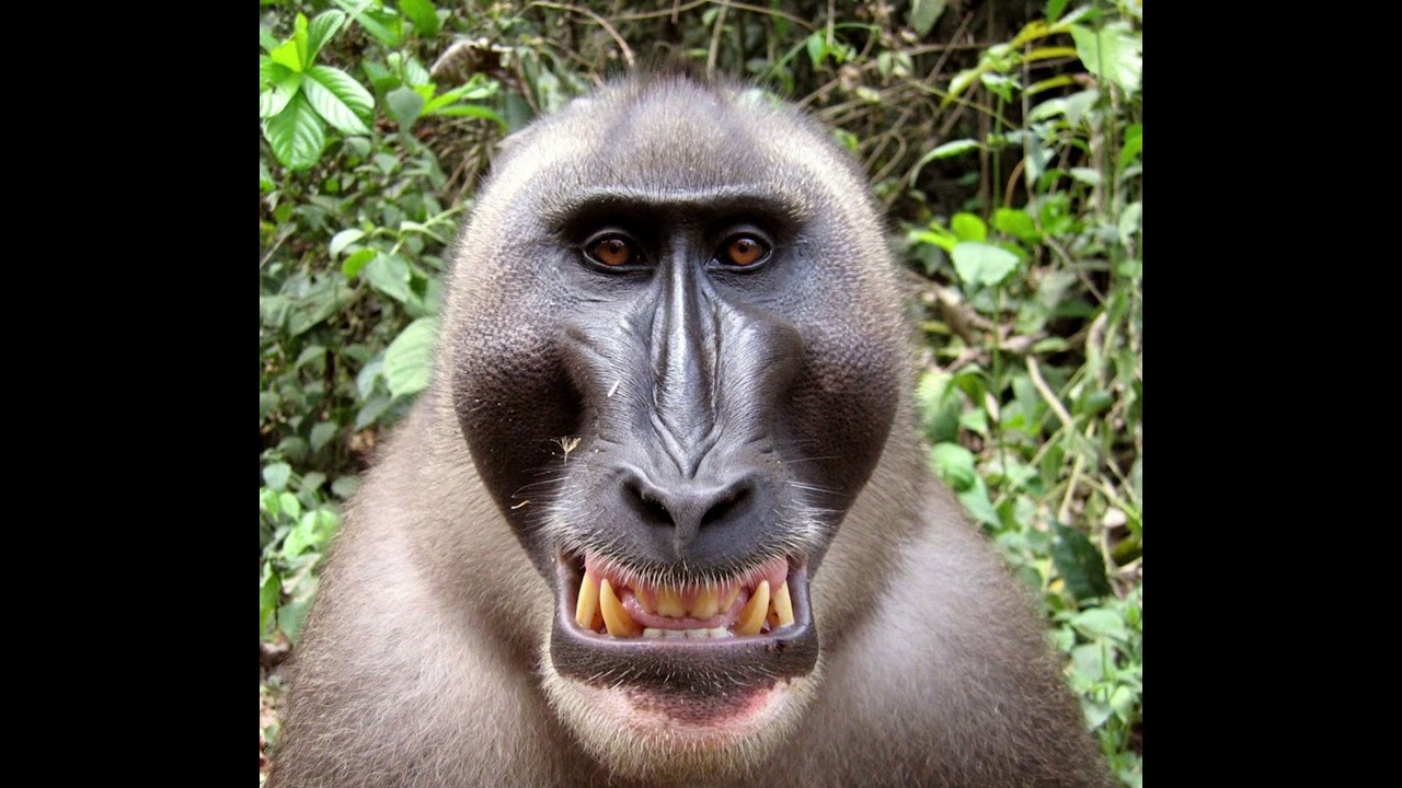 (Free funky monkey type beat)