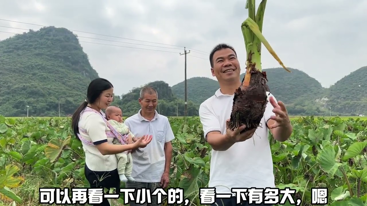 翠爸带我们到芋头地，看到这样的，小翠和阿金意见达成一致