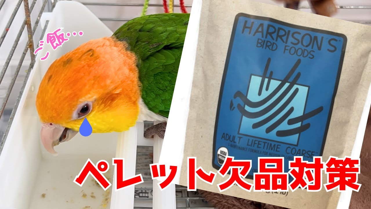 ペレットが買えない！主食が欠品した時に考えたこと【シロハラインコ】