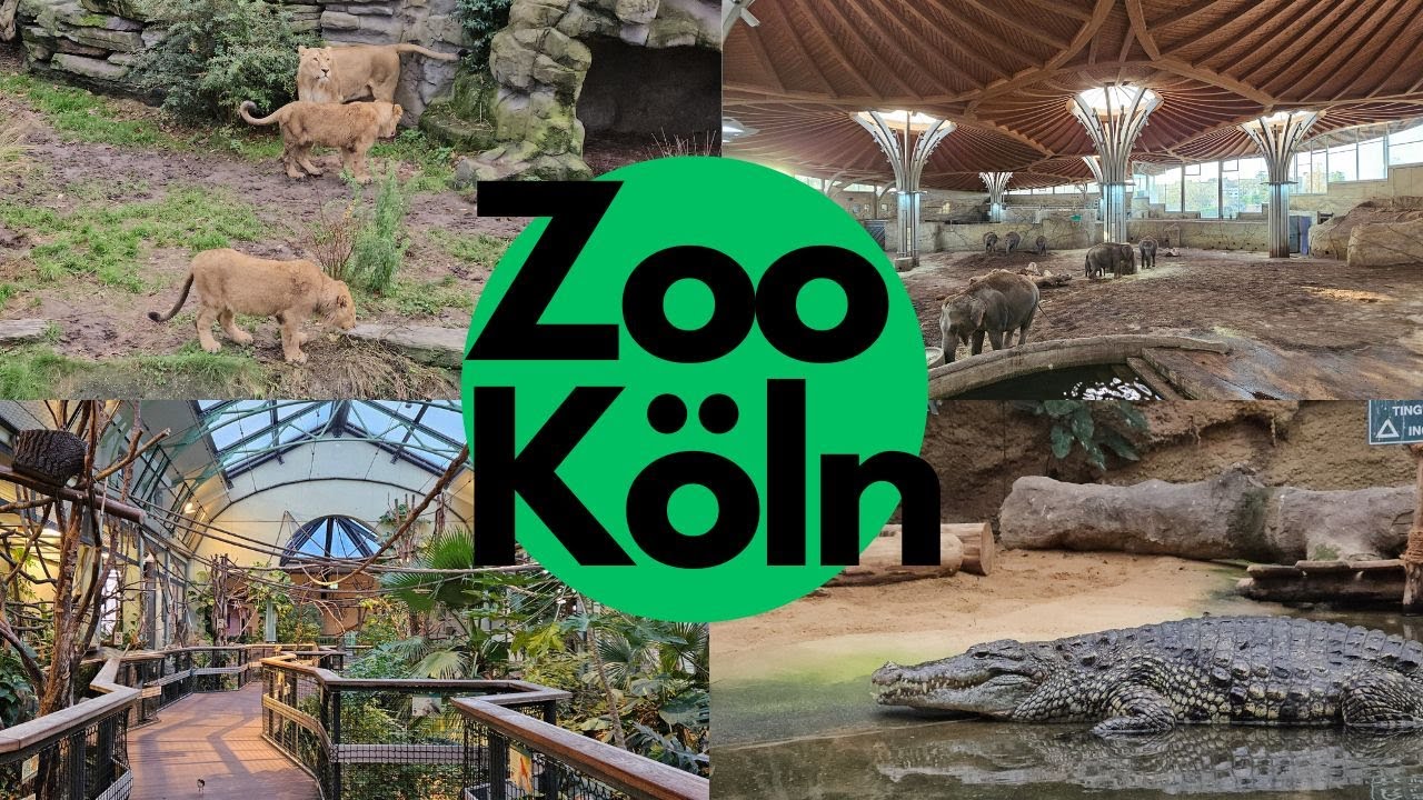 Kölner Zoo 2025 - Rundgang durch einen der besten Zoos in Deutschland mit Elefanten und China Lights