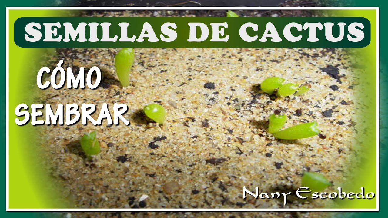 CÓMO SEMBRAR SEMILLAS DE CACTUS