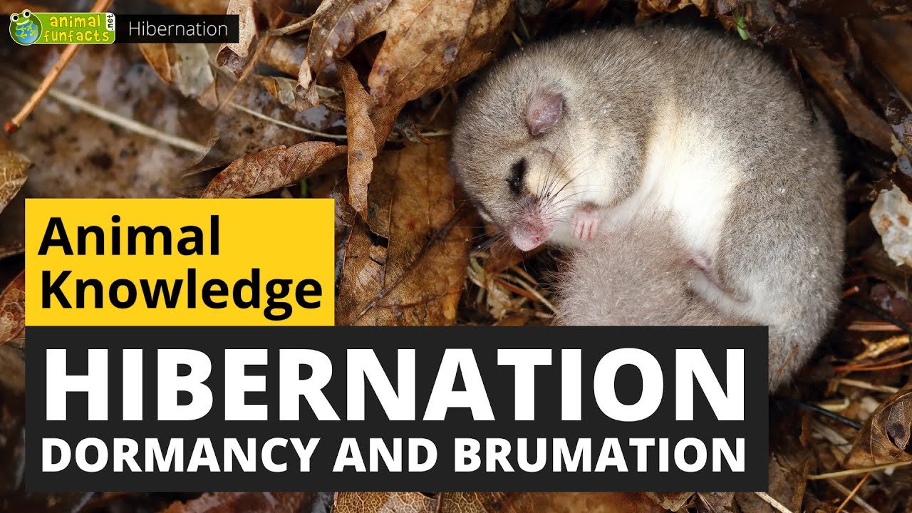 All About Hibernation - Animals for Kids - Educational Video