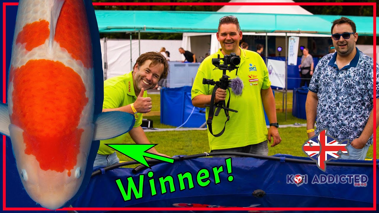 The BEST Koi in Show! | ENGLISH | From GRAND Champion to BABY Champion | Euregio Koishow Holland
