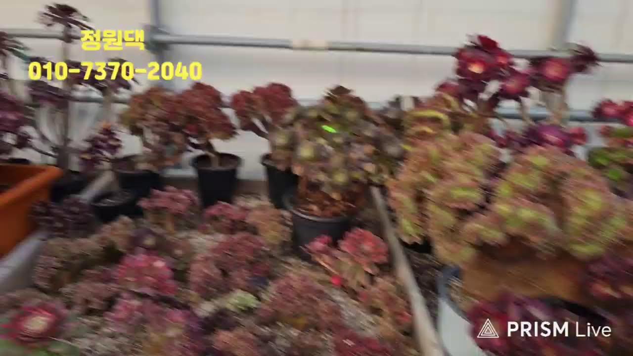 속초 정원다육 정원댁010.7370.2040