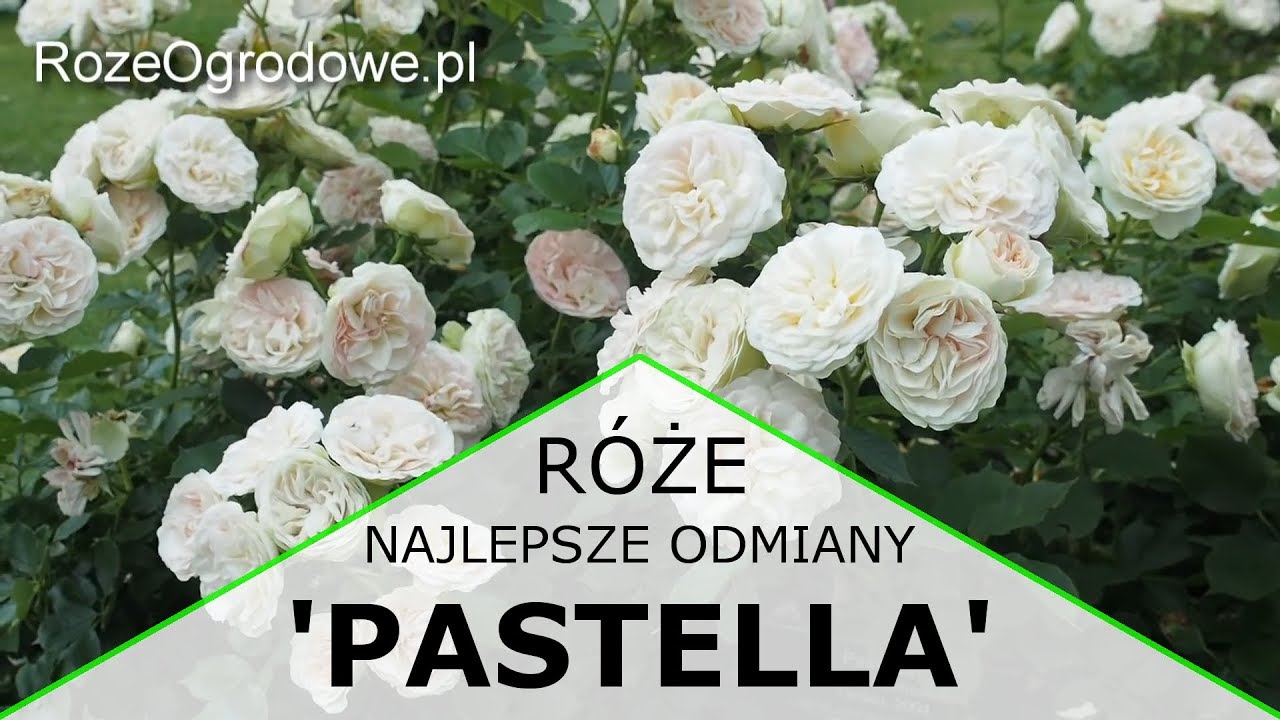 R&oacute;ża rabatowa 'PASTELLA'&reg;