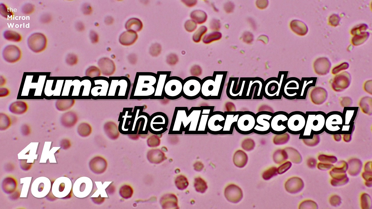 Human Blood Under the Microscope 4k | Cells Shrink & Come Back to Life