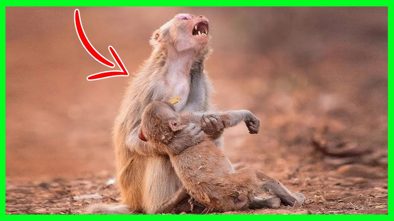 &Aacute;LLATOK, AKIK AZ EMBEREKN&Eacute;L IS SZEBBEN VISELKEDTEK! 😭 | MEGHAT&Oacute;, SZ&Iacute;VSZOR&Iacute;T&Oacute; &Aacute;LLATOS VIDE&Oacute;K!