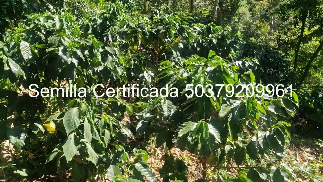 Finca Las Flores Renovando para Producir Mas en Pendiente 50 CM X 3 M