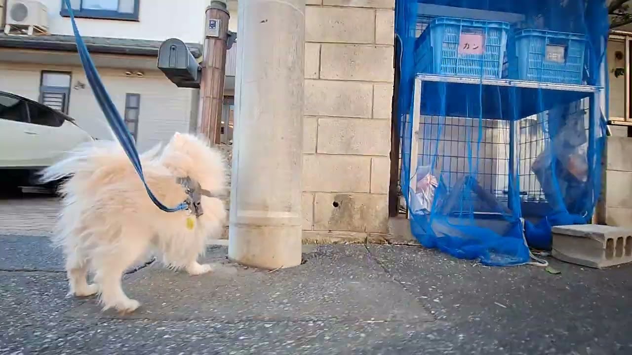 2026年1月23日金曜日　ポメラニアン？🐶　お散歩　テテ！