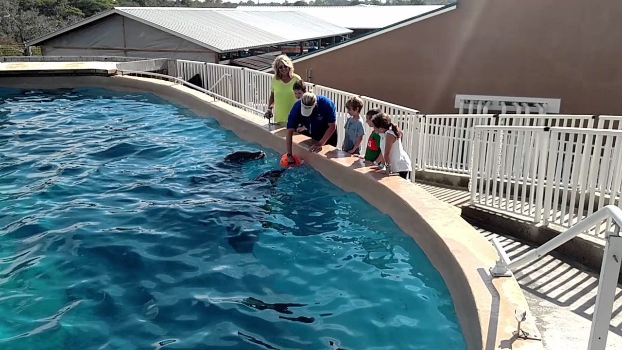 Dolphin meet and greet at Gulf World in Panama City Beach