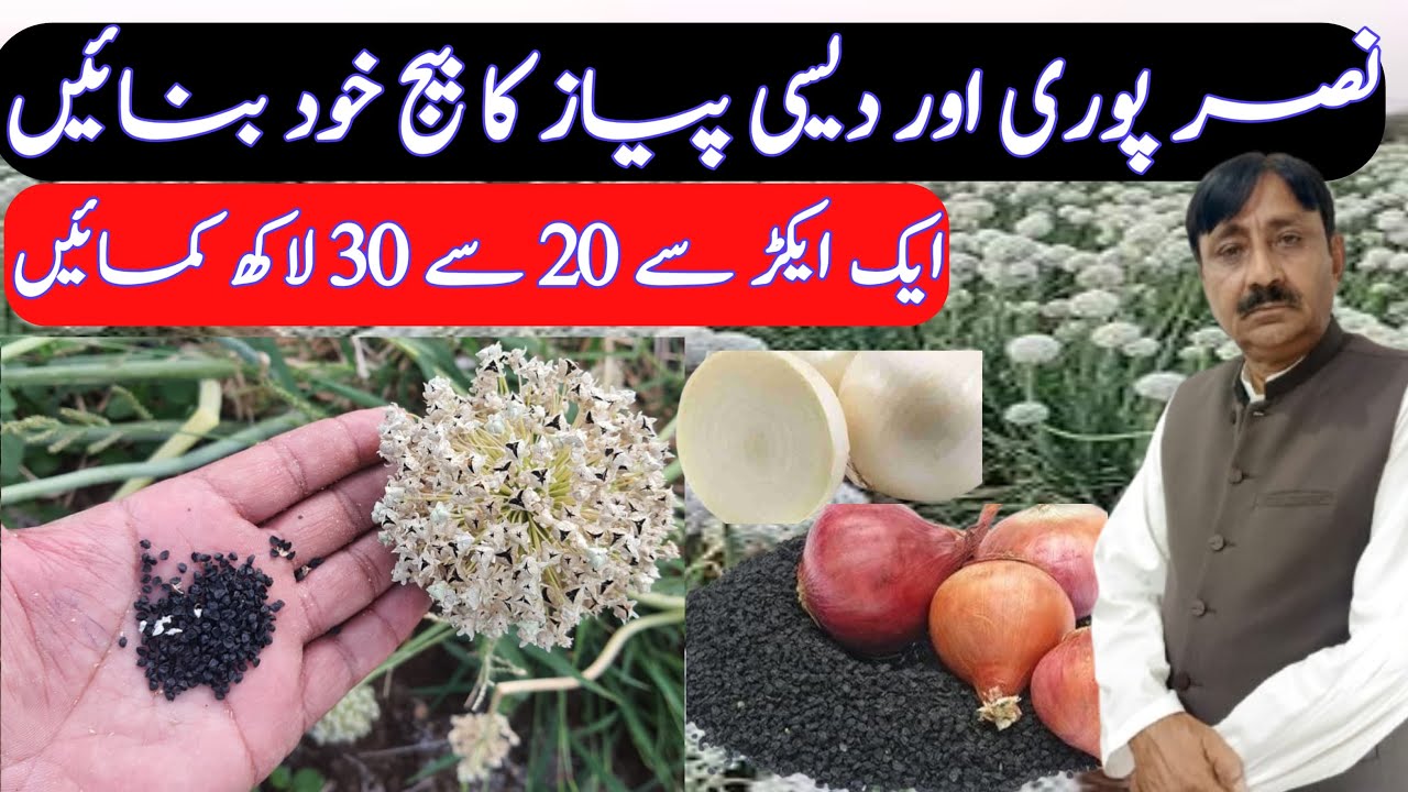 Onion seed preparation method || ￼ onion seed farming