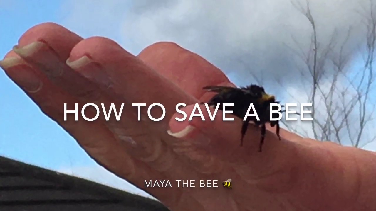 HOW TO SAVE A BEE/COME SALVARE UN APE