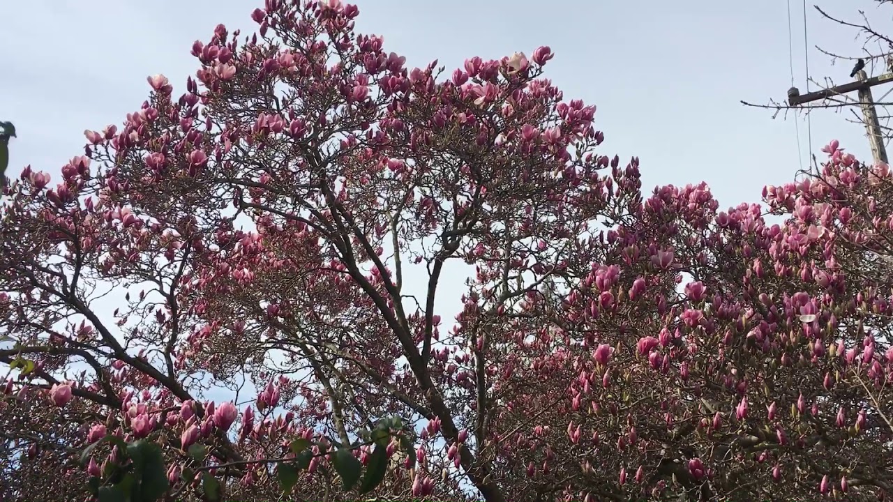 Magnolia x soulangeana (Saucer Magnolia) - Magnoliaceae