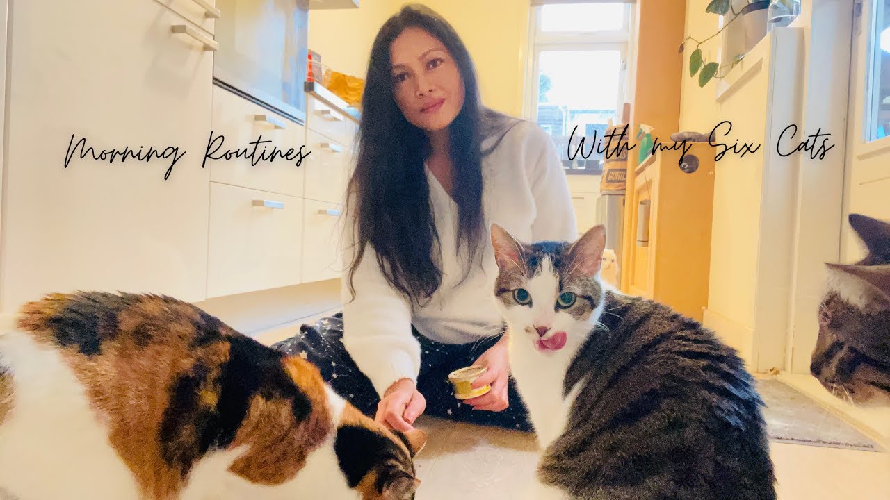 Morning Routines with my six Cats