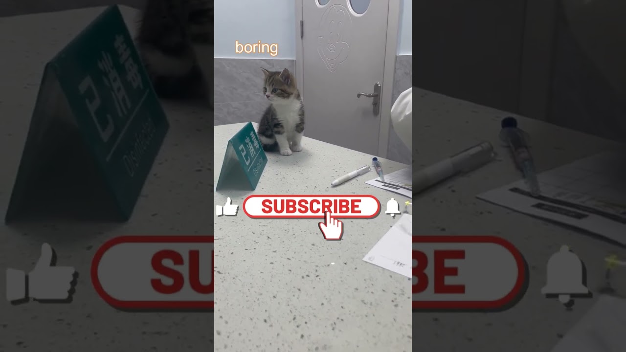 Injection kitten #shorts #mystery You won't believe what happened to this adorable kitten #shocking