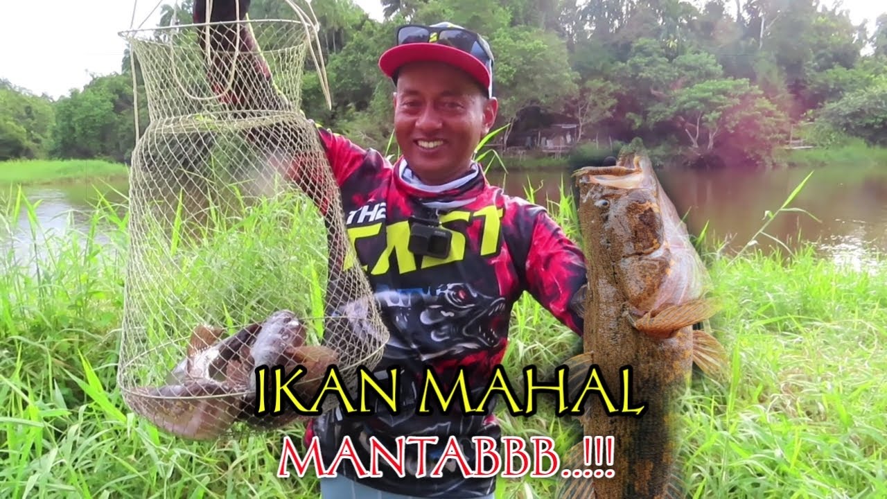 Pakai Umpan Belut,  Di Jamin Ampuhh Mancing Betutu, Bloso Atau Gabus Malas.