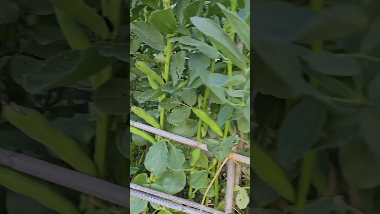 Small satisfactions of gardening/collecting fava beans :) #favabeans #beans  #gardening