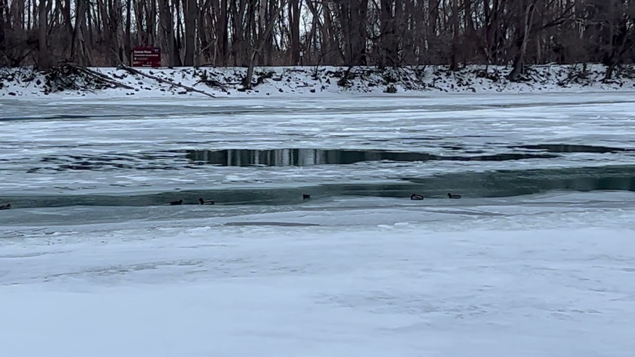 #ducks #detroitriver #mudisland
