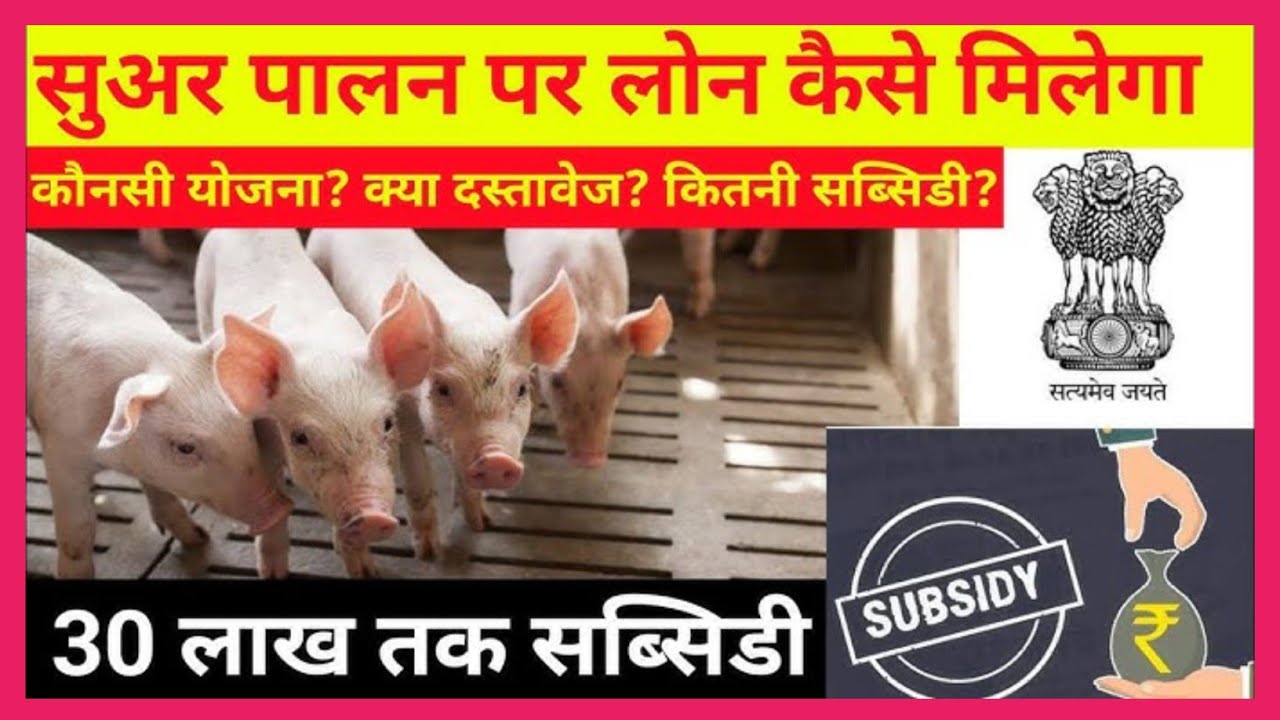 NLM योजना में 30 लाख सब्सिडी । Pig farming in india। Poultry farming in india  Goat farming in india