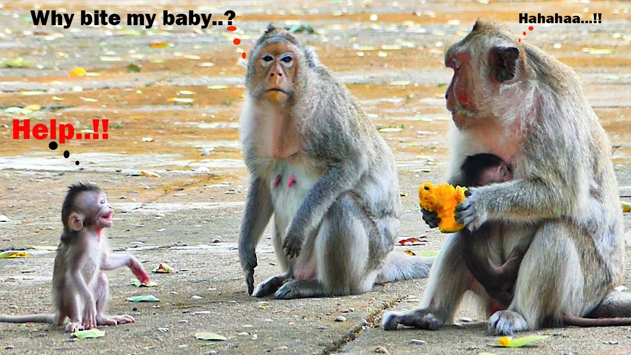 Tiny Baby Monkey EMOLY Need Mom EMILA To Help.