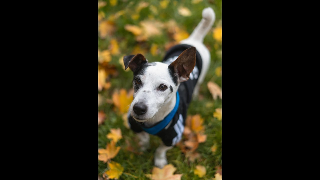 Povídka o tom, jak se Bobík ztratil, aby se pak mohl nažrat pizzy