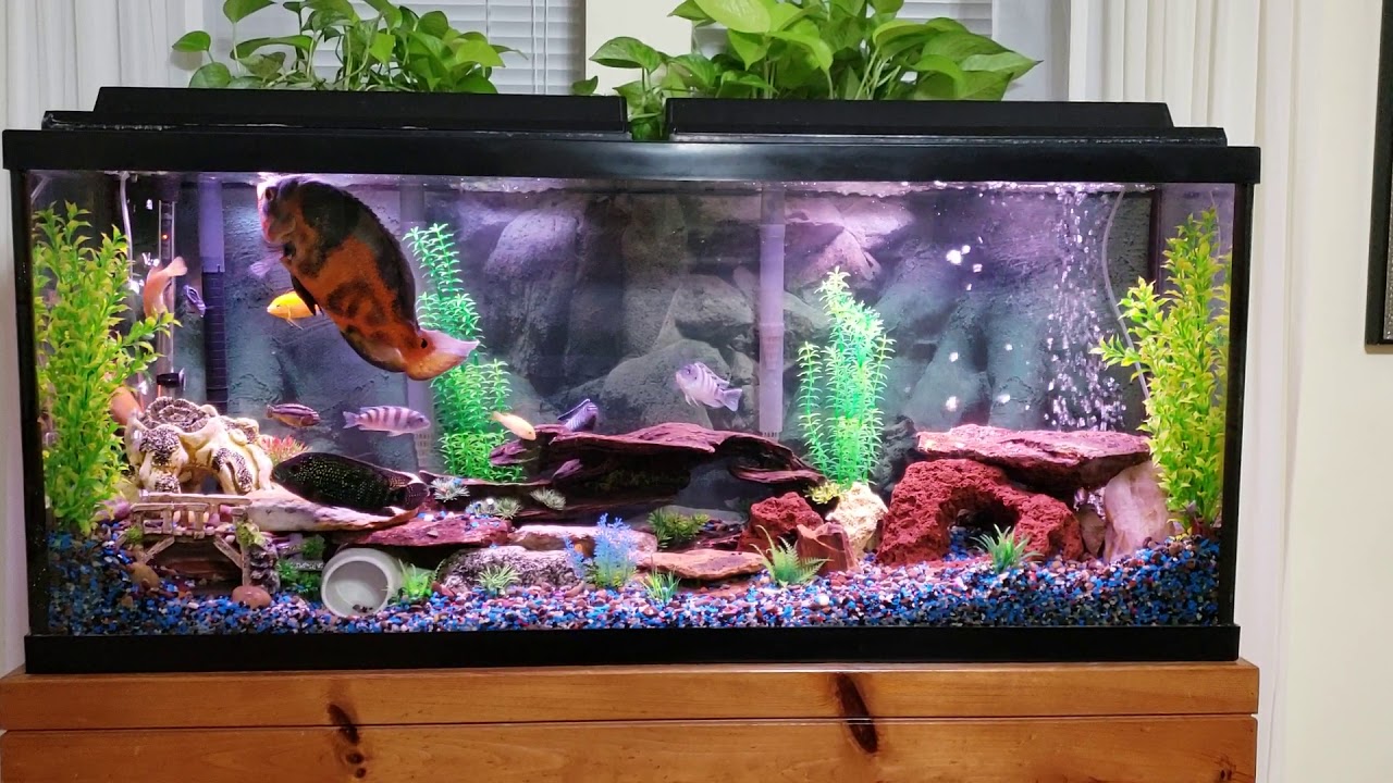 Can Oscar fish live with African Cichlids?