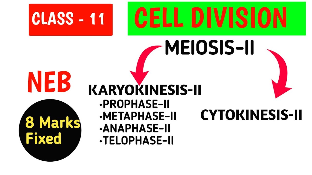 Meiosis II (Equational Division) Complete Explanation in nepali | Class | 8 Marks Long Question