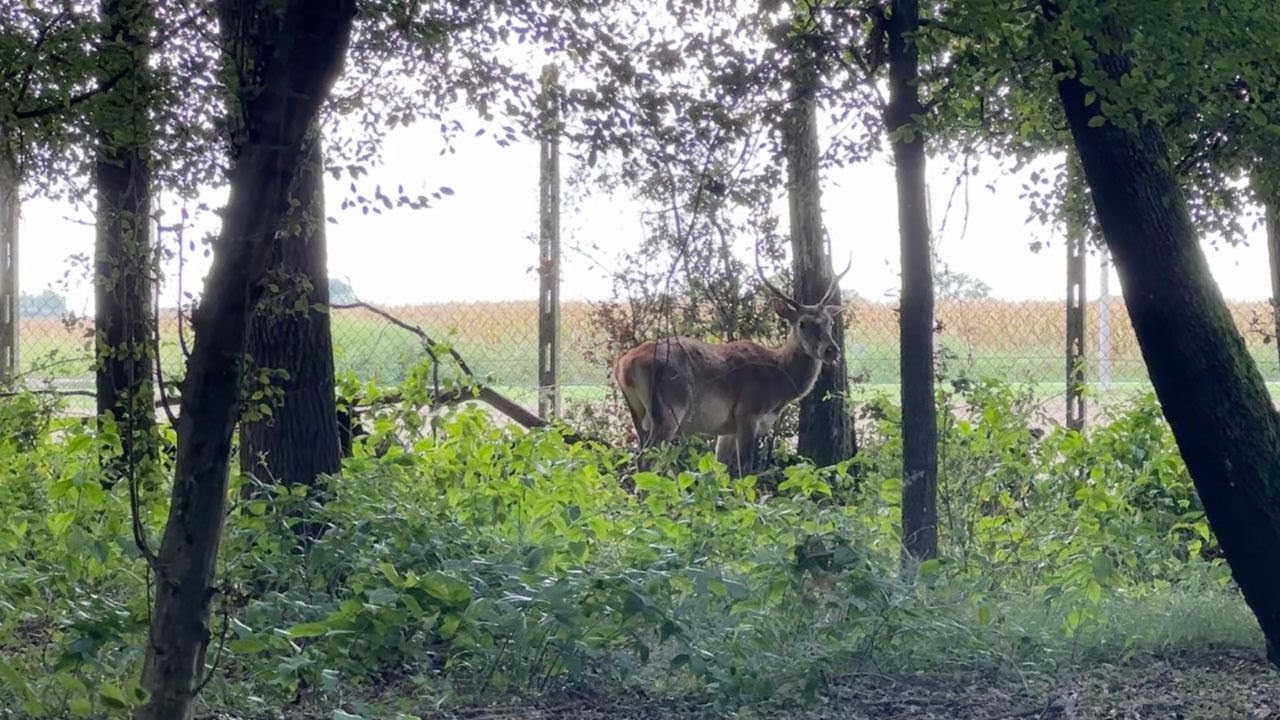 BOSCO DELLA MESOLA Holds a SECRET You Won't Believe!