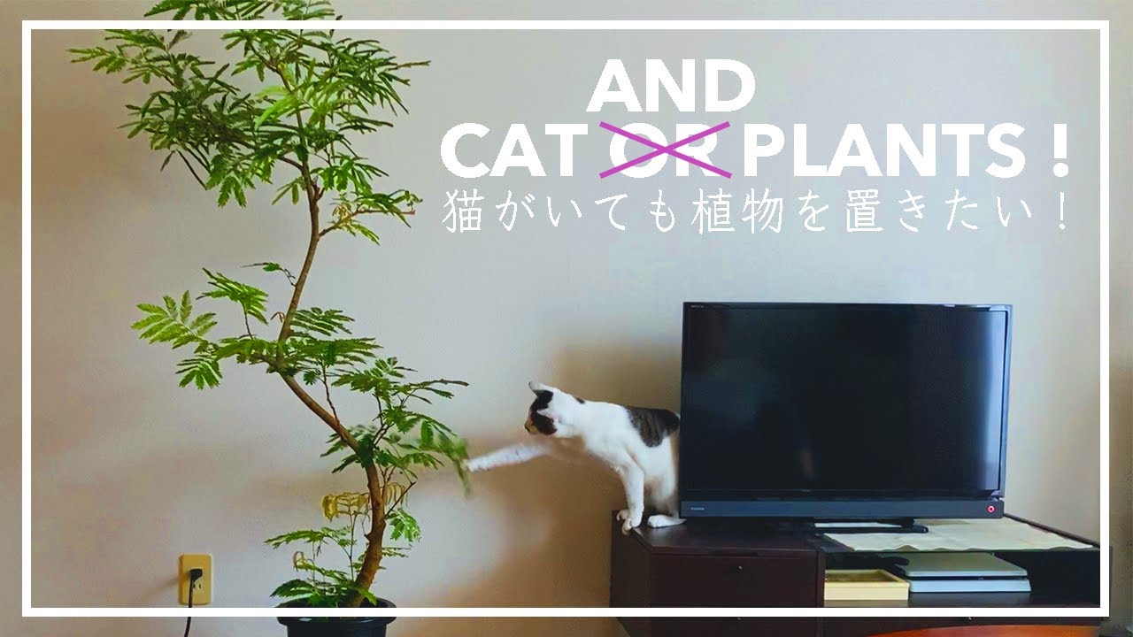 【賃貸おしゃれ化計画】猫がいても観葉植物を諦めない / Let's Challenge Houseplants with Cat !