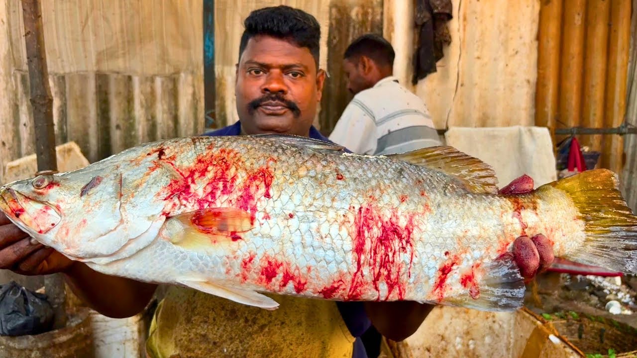 KASIMEDU SPEED SELVAM ORIGINAL KODUVA FISH 🐟 CUTTING VIDEO \ CUTTING FOCUS