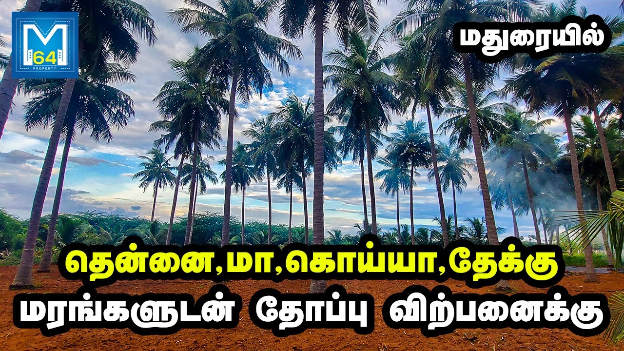 மதுரையில் தென்னை,கொய்யா,மா,தேக்கு தோப்பு விற்பனைக்கு  | Madurai64