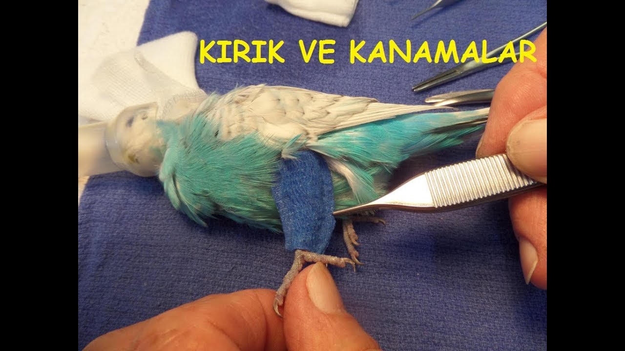 MUHABBET KUŞUNDA AYAK KIRILMASI VE KANAMA NASIL TEDAVİ EDİLİR?