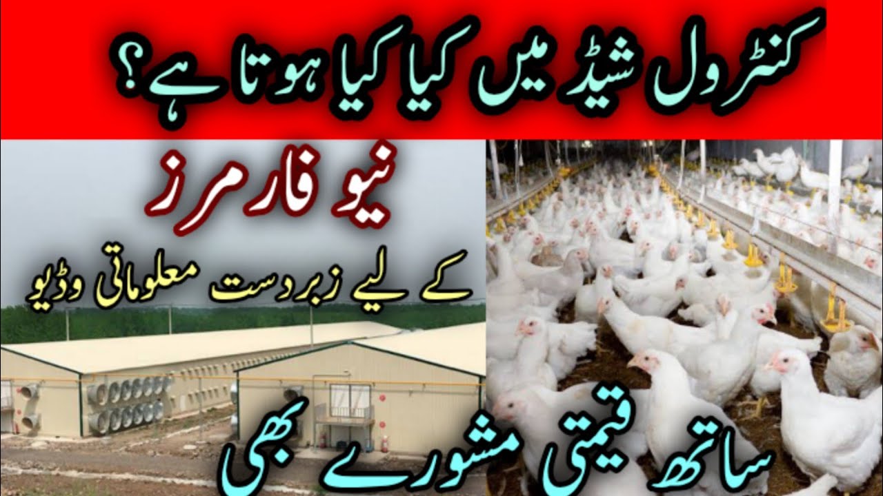 How to start control poultry shed|control poultry shed in Pakistan|control shed poultry farm