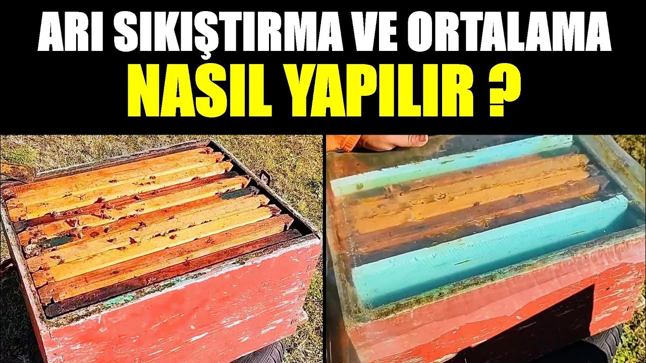 ARI SIKIŞTIRMA VE ORTALAMA NASIL YAPILIR?