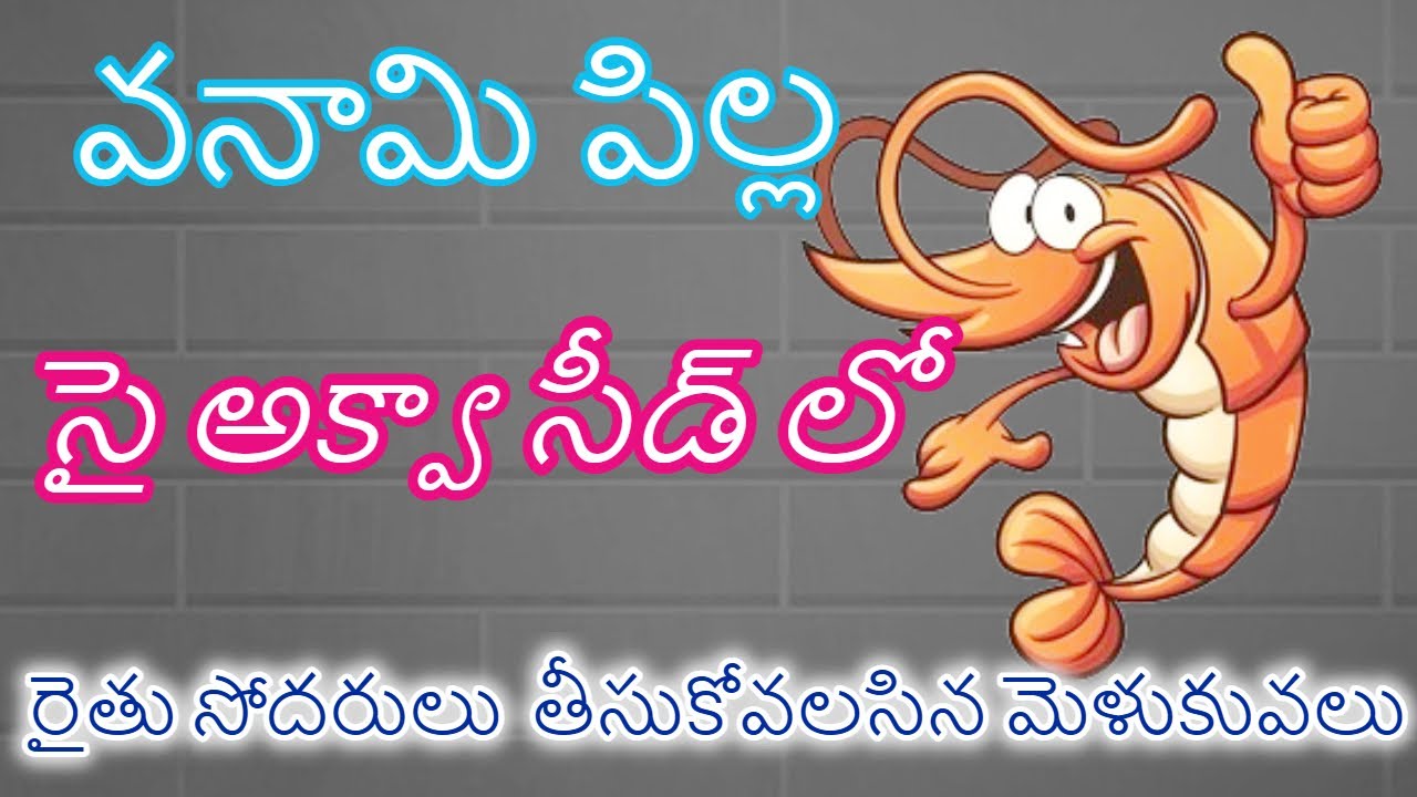 vannami seed in syi aqua seed