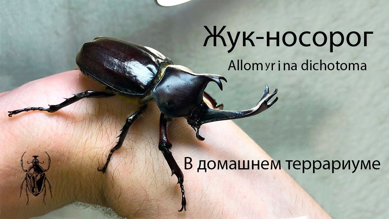 БЛОГ #9 - Домашние жуки Coleoptera (Allomyrina dichotoma)