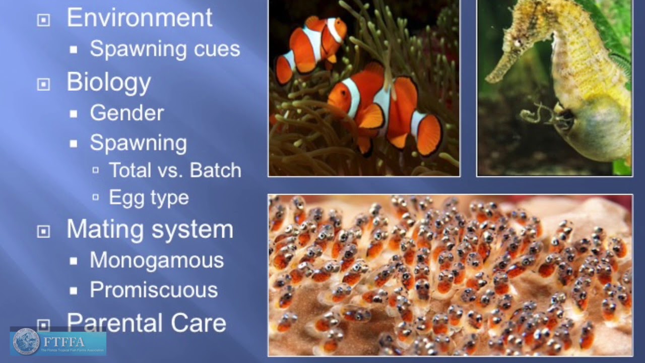 Captive breeding of Marine fish by Matt DiMaggio