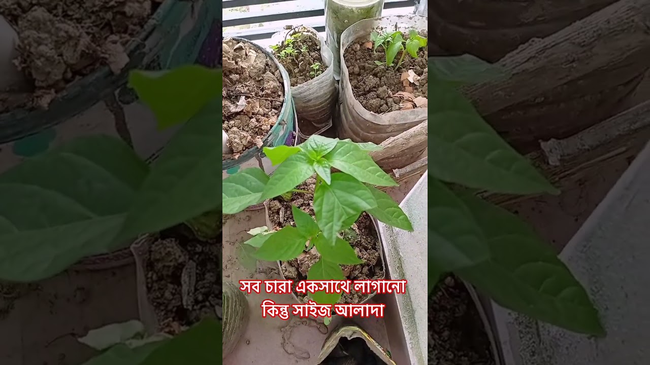 Green chilly Growth Problems|Gardening Tips|