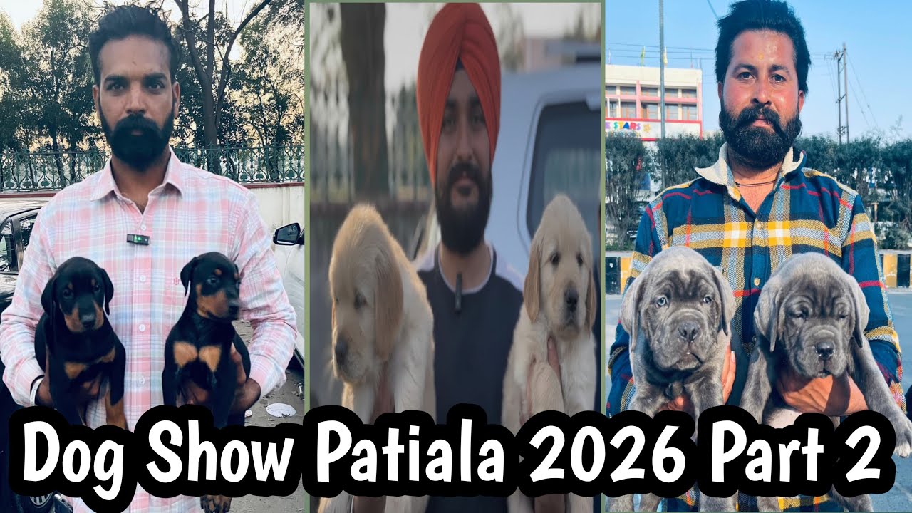 Patiala's Cheapest Dog Market (Where Prices Are Un-BEELIEVABLE)