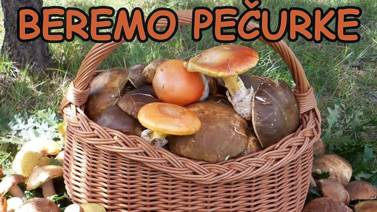 Branje gljiva na Fruškoj Gori / prvi deo