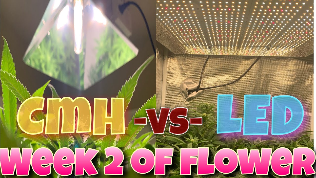 LED -VS- CMH WHO MAKES HARDER NUGS ? DEFOLIATING